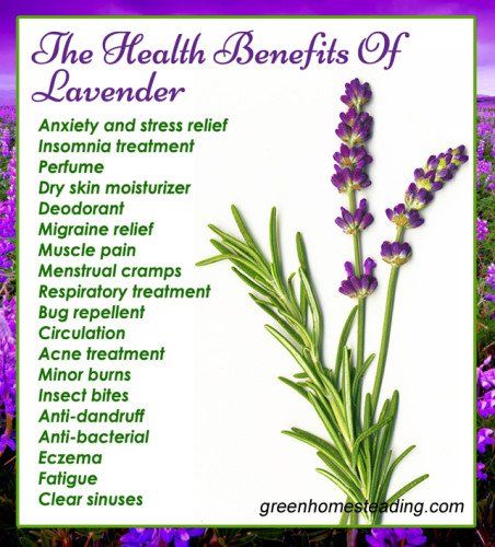 Benefits Of Lavender, How To Clear Sinuses, Calendula Benefits, Coconut Health Benefits, Stomach Ulcers, Lavender Lemonade, Migraine Relief, Benefits Of Coconut Oil, Lavender Flower