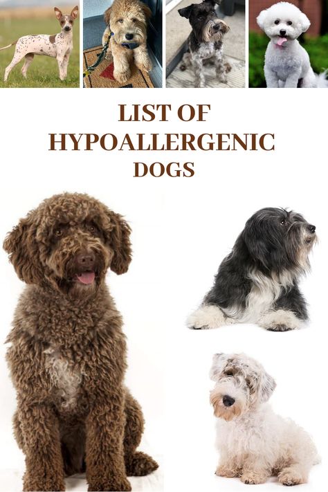 Hypo Allergenic Dogs Small, Hyper Allergenic Dogs Breeds, Cute Hypoallergenic Dogs, Hypo Allergenic Dogs, Hyperallergic Dogs, British Dog Breeds, Non Shedding Dog Breeds, Hypoallergenic Dogs Small, Best Hypoallergenic Dogs