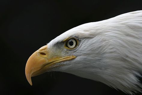 ! Eagle Side View, Discord Logo, Eagle Artwork, Eagle Face, Eagle Painting, Eagle Pictures, American Bald Eagle, Eagle Head, Birds Of Prey