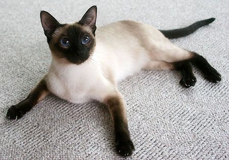 Traditional Siamese Cats | Breeders of Classic and Traditional Siamese cats Cat Breeder, Siamese Kittens, Domestic Cat, Cat Care, Siamese Cats, Cute Creatures, Cats Meow, Beautiful Cats, Crazy Cats