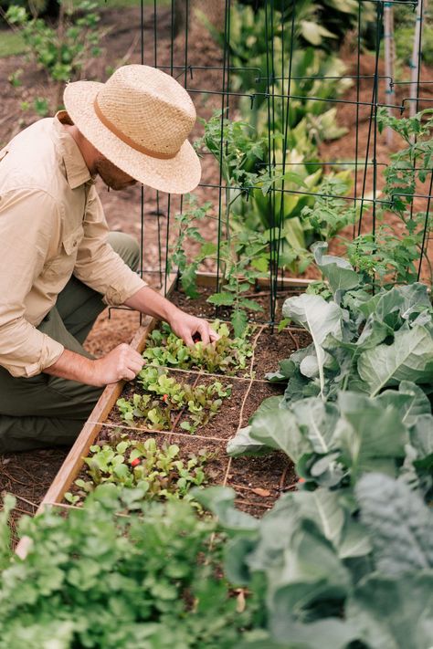 Vegetable Garden Photography, Beginning Gardening, Backyard Food, Tanaman Indoor, Gardening Guide, Video Garden, Veggie Patch, Gardening Trends, Square Foot Gardening