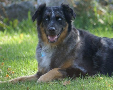 Australian Retriever, Golden Retriever Australian Shepherd, Australian Shepherd Mix, A Golden Retriever, Puppy Mills, Retriever Puppy, Mixed Breed, Family Dogs, Working Dogs