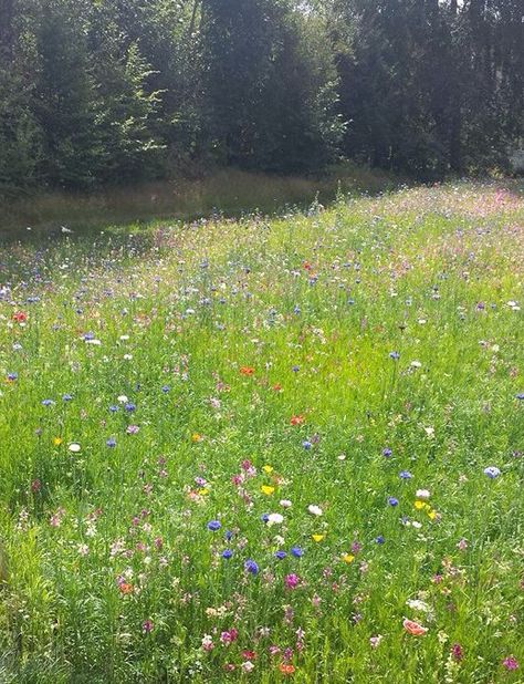 Flowery Fields Aesthetic, Meadow Pictures, Flowery Meadow, Wild Flower Meadow, The Language Of Flowers, Wildflower Garden, Aesthetic Japan, Language Of Flowers, Beautiful Landscape Wallpaper