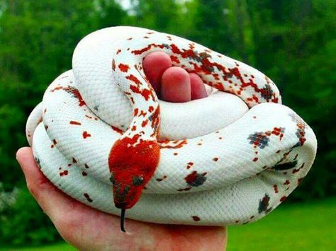 Calico Dominican Red Mountain Boa Beaux Serpents, Cool Snakes, Pretty Snakes, Colorful Snakes, Cele Mai Drăguțe Animale, Ikan Koi, Red Mountain, Cute Snake, Cute Reptiles