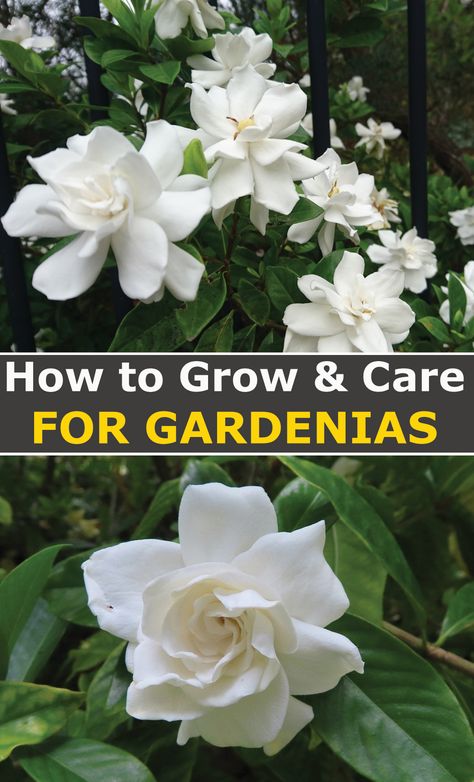 How To Grow Gardenias, Gardenia Plant Front Yards, Gardenia Tree Landscaping, Gardina Bush Shrubs, Pruning Gardenia Bush, Gardenia Care Potted, Gardenia Care Outdoors, Gardenia Bush In Front Of House, Everblooming Gardenia