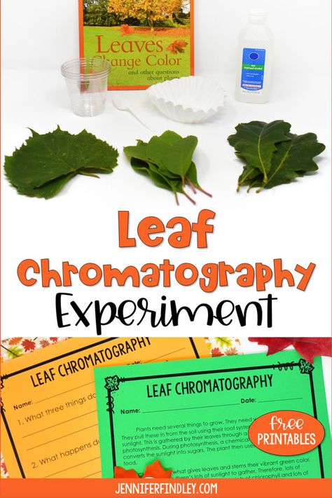 Leaf Chromatography Experiment, Leaf Color Change Experiment, Leaf Experiments For Preschool, Leaf Experiments For Kids Science, Botany Experiments, Fall Leaf Science, Leaf Experiment, Chromatography Experiment, Leaf Lessons