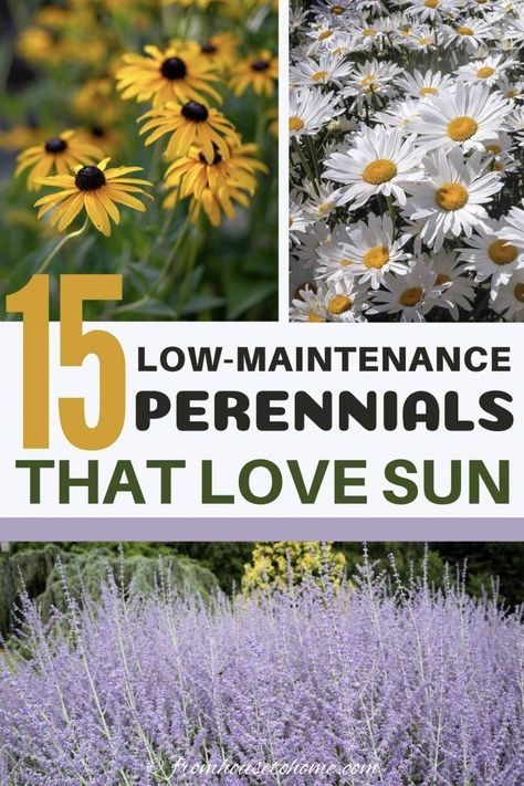 Full Sun Perennials: 10 Low Maintenance Plants That Thrive In The Sun | These low maintenance perennials all have pretty flowers and will brighten up your full sun garden border. Even better...they don't require a lot of work to make your landscaping look beautiful. #fromhousetohome #perennials #gardeningtips #gardenideas  #lowmaintenancegarden #sunperennials Flower Beds Along Walkway, Full Sun Flower Bed Ideas Design, Decorating Backyard, Perennials Low Maintenance, Low Maintenance Perennials, Flower Bushes, Full Sun Garden, Full Sun Perennials, Easy Plants To Grow