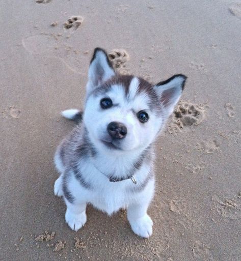 Caine Husky, Cele Mai Drăguțe Animale, Cute Husky, A Husky, Husky Puppy, Welsh Corgi, Paw Prints, Cute Creatures, Siberian Husky