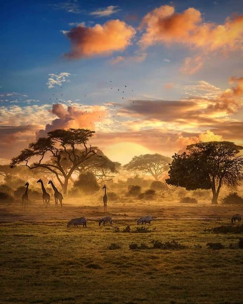 Zimbabwe is a landlocked country in southern Africa known for its dramatic landscape and diverse wildlife, much of it within parks,… African Jungle, Africa Photography, African Sunset, Landscape Photography Tips, Out Of Africa, African Wildlife, African Animals, African Safari, Alam Yang Indah