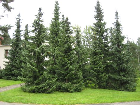 Budget Garden Ideas, Perrenial Gardens Layout, Perrenial Gardens Layout Front Yards, Perrenial Gardens, Picea Omorika, Serbian Spruce, 3d Wallpaper For Phone, Large Yard Landscaping, Garden On A Budget