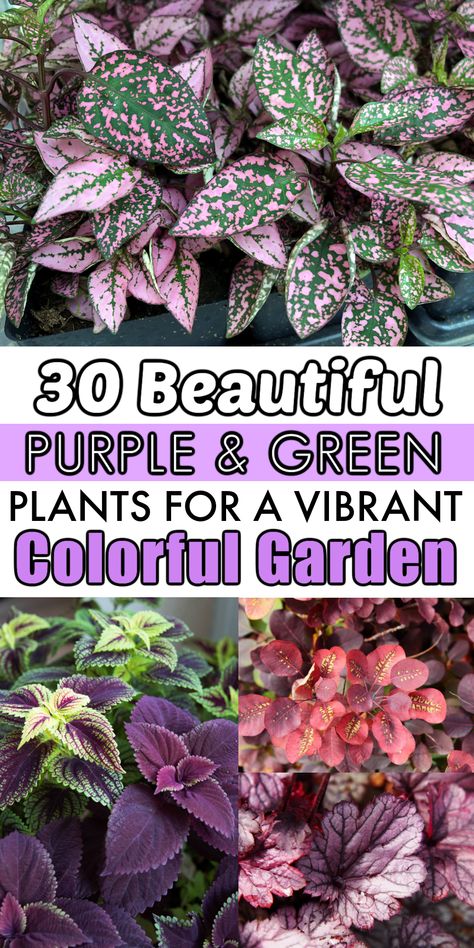 Purple Leaf Plants: 30 Vibrant Outdoor Garden & Houseplants Purple Hostas Landscaping, Plant With Purple Leaves, Purple And Green Leaf House Plant, Purple Shade Plants, Purple Hosta Plants, Purple Outdoor Plants, Purple Leaves Plants, Purple Plants Outdoors, Purple Leaf Plants