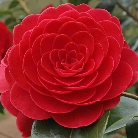 Red Camellia Aesthetic, Red Camilla Flower, Camellia Flower Aesthetic, Camellia Aesthetic, Red Camellia Flower, Red Camelia, Camellia Red, Greenery Nursery, Camellia Tree