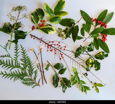 Berries Photography, Christmas Foliage, Winter Foliage, Christmas Berries, Winter Berries, Colour Inspiration, Christmas Box, Color Inspiration, Floral Watercolor