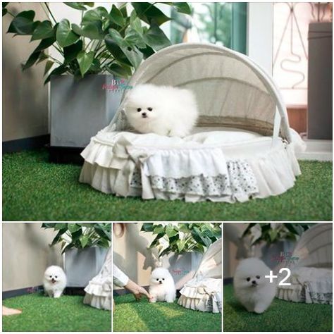 Teacup Pomeranian Full Grown, Tea Cup Pomeranian, Cup Pomeranian, Pomeranian Full Grown, Pom Pom Puppies, Micro Teacup Pomeranian, Doggie Beds, Pom Puppy, Pomeranian Haircut