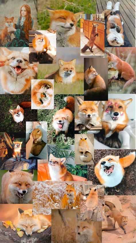 Fox Wallpaper Iphone, Fox Wallpaper Aesthetic, Cute Fox Wallpaper, Fox Wallpapers, Wallpaper Aesthetic Pc, Fox Background, Aestethic Wallpaper, Cute Fox Drawing, Fox Wallpaper