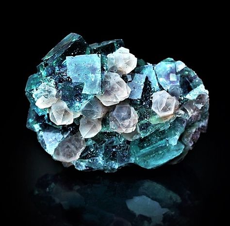 Fluorite-Quartz Crystal Seashells, Unique Crystals, Minerals Crystals Rocks, Blue Fluorite, Pretty Rocks, Crystal Magic, Mineral Stone, Minerals And Gemstones, Rocks And Gems