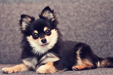 Pomeranian Chihuahua Mix – Meet the Adorable Pomchi - My Dog's Name Pomeranian Haircut Hairstyles, Pomchi Dogs, Chug Dog, Chihuahua Mix Puppies, Pomeranian Chihuahua Mix, Pomeranian Haircut, Pomeranian Chihuahua, Pomeranian Mix, Dog Mixes