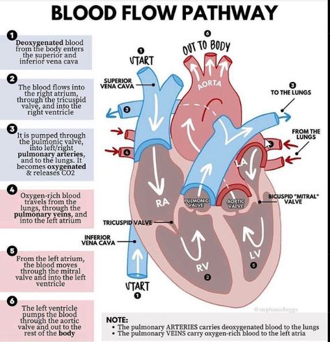 heart blood flow, heart Heart Blood Flow, Nursing School Studying Cheat Sheets, Heart Rhythm, Nursing School Essential, Medical School Life, Nursing School Motivation, Basic Anatomy And Physiology, Nurse Study Notes, Nursing Student Tips