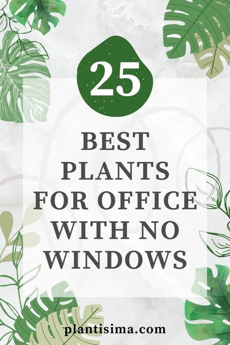 Small Office Ideas Business, Decorating Work Office, Best Plants For Office, Office With No Windows, Decorate My Office At Work, Best Desk Plants, Plants For Office, Decorating Your Office At Work, Office Ideas For Work