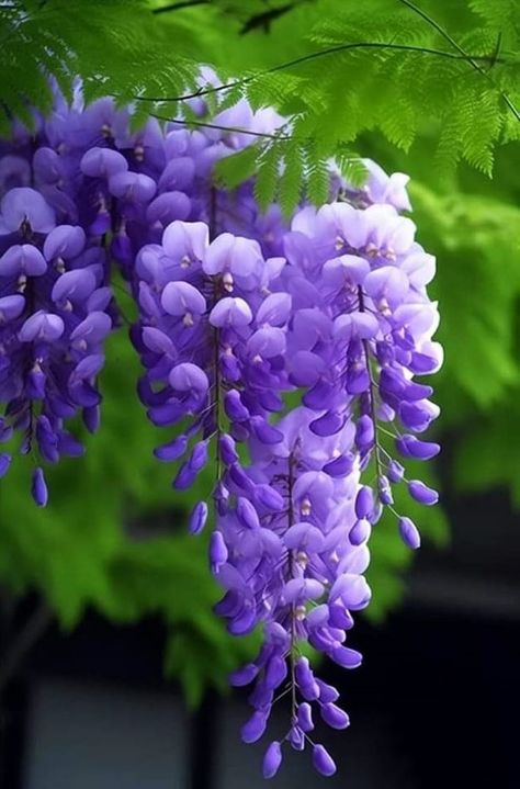 Wisteria Plant, Wisteria Flowers, Nice Background, Wisteria Tree, Purple Wisteria, Very Beautiful Flowers, Lovely Flowers Wallpaper, Flowers Petals, Unique Trees