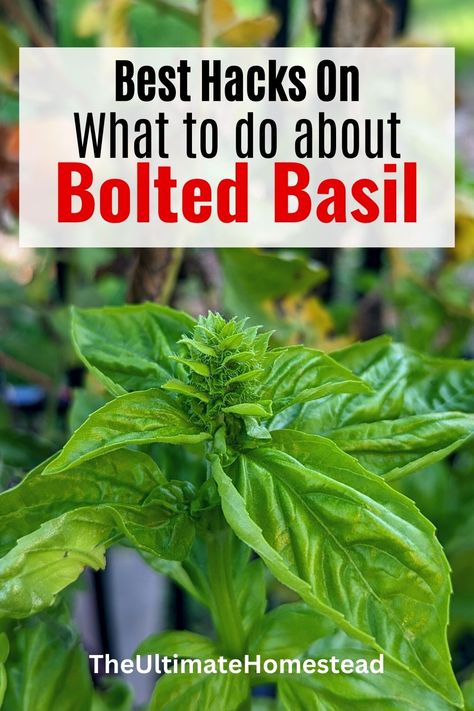 Learn the best tips on how to prolong the life of bolting basil, what to do when your basil has bolted, how to keep basil from bolting, the important facts about basil, and why basil is bolting. All at The Ultimate Homestead. Click for this and more! #what to do with flowering basil #why is my basil flowering #how to keep basil from flowering How To Save Fresh Basil, How To Save Basil, What To Do With Extra Basil, Basil Flowers What To Do With, Things To Do With Basil Leaves, What To Do With Basil From Garden, What To Do With Basil, How To Pick Basil, How To Trim Basil