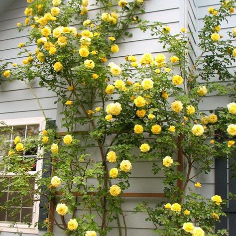 Nothing brightens up a drab space like a climbing rose. May this CL Gold Badge™ inspire you to create your very own wall of color!!! It covers itself with a profusion of double 4", bright golden-yellow blooms having a sweet/honey fragrance that open to show their deep-golden stamens. 30+ petals. #heirloomroses #rose #roses #climbingroses #goldbadge Growing Food Indoors, Hydroponic Growing, Heirloom Roses, Types Of Roses, Creative Gardening, Planting Roses, Hydroponic Gardening, Climbing Roses, Growing Food