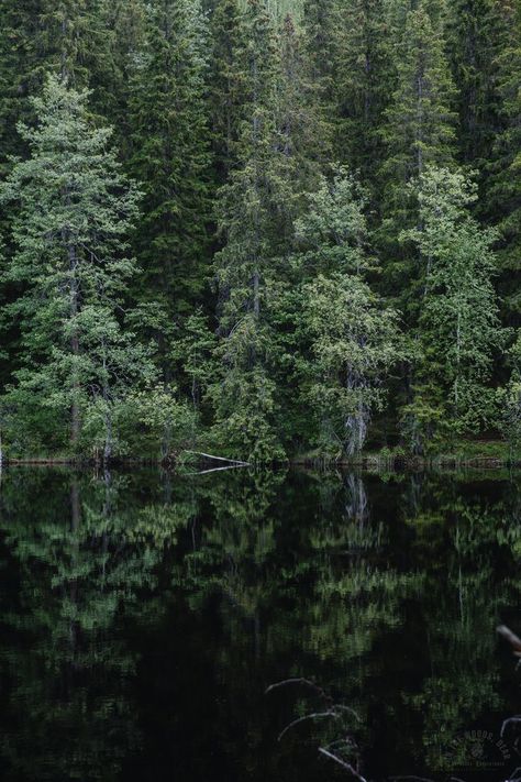 Hiking in Southern Finland🌲 . . . #forest #reflection #lake #finland #nature #green #naturephotography #outdoorphotography Finland Forest, Finland Aesthetic, Finland Nature, Nordic Nature, Dark Naturalism, Book Vibes, Summer Book, Pine Lake, Hiking Backpacking