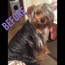 Long Haired Yorkie, Yorkiepoo Haircuts, Yorkie Poo Haircut, Yorkie Teddy Bear Cut, Yorkie Puppy Haircuts, Yorkie Puppy Cut, Yorkie Puppy Care, Yorkie Haircut, Yorkie Hair