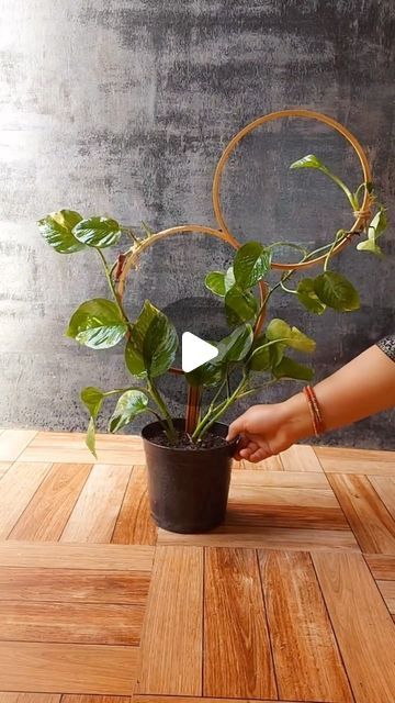 HousePlantParadise on Instagram: "Beautiful DIY for your #pothos! It’s such a great way to spice up plants and provide trellis support! Tag a friend who should try this 💚 📸: @flowerlovers2022   #trellis #pothos #plants #houseplants #gardening #diy" Diy Plant Support Indoor, Pothos Plant Decor, Wall Plants Indoor, Houseplant Trellis, Indoor Plant Trellis, Pothos Vine, Growing Gardens, Creative Flower Arrangements, Money Plant