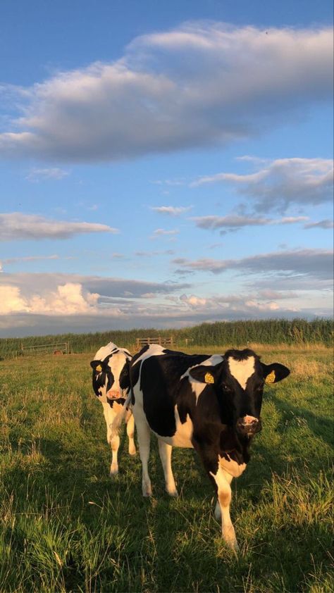 Devney Perry Aesthetic, Cows Cute, Black And White Cows, Cow Black And White, Aesthetic Farm, Farm Wallpaper, White Cows, Devney Perry, Baby Animals Cute