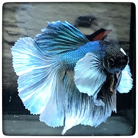 AquaBid.com - Item # fwbettashm1667964005 - ( DUMBO ) Turquoise Dumbo 4723 - Ends: Tue Nov 8 2022 - 09:20:05 PM CDT Dumbo Halfmoon Betta, Halfmoon Betta, Auction Items, Betta Fish, Sell Items, Fish Pet, Auction, Fish, Turquoise