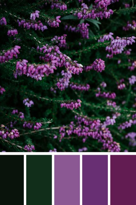 Clusters of small, purple flowers against dark green foliage create a rich green and purple color palette. The vibrant blooms stand out beautifully among the lush greenery. Green And Purple Palette, Purple And Green Palette, Dark Purple Color Scheme, Forest Green And Purple, Purple And Green Color Palette, Color Scheme Generator, Purple Color Palette, Purple And Green Wedding, Small Purple Flowers