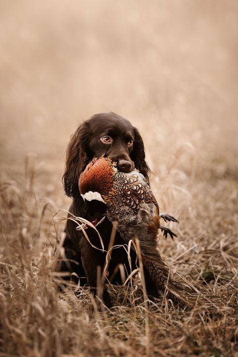 Hunting Wallpaper, Hunting Photography, Hunting Dogs Breeds, Boykin Spaniel, Hunting Art, Psy I Szczenięta, Pheasant Hunting, Hunting Life, Bird Hunting