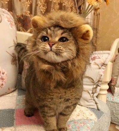 Yes…I know I have big cat feet | Cute cats HQ - Pictures of cute cats and kittens Free pictures of funny cats and photo of cute kittens Cute Cat Costumes, Koci Humor, Söt Katt, Animale Rare, Cat Photography, Fete Anime, Cat Costumes, Cat Aesthetic