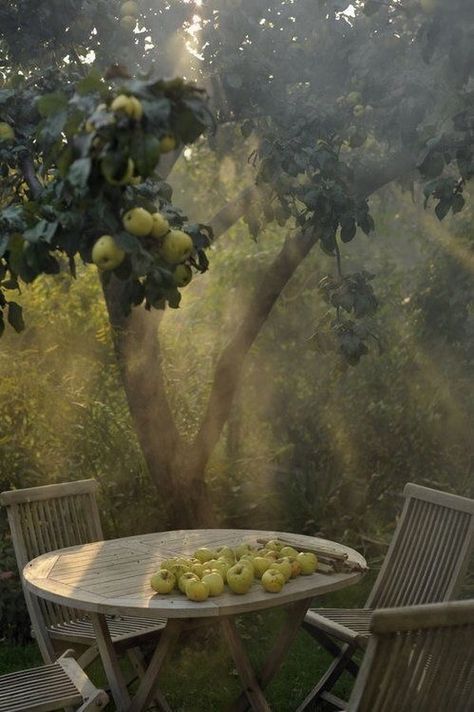 Taman Vintage, Apple Apple, Summer Mood, Apple Tree, Design Concepts, Foto Inspiration, Nature Aesthetic, Pretty Places, Green Aesthetic