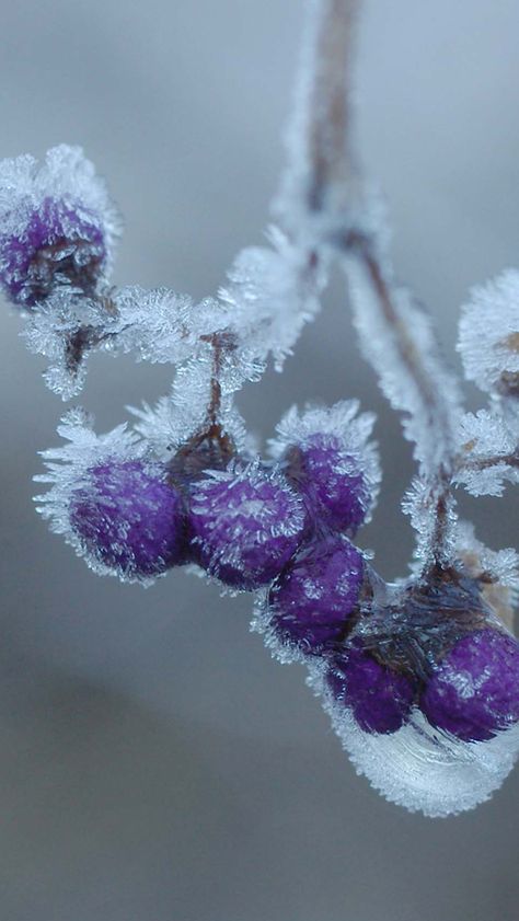 Snow Flacks, Colourful Nature, Winters Tafereel, Flower Background Iphone, Iphone 5 Wallpaper, Ice Storm, Subtle Beauty, Flowers Background, Winter Szenen