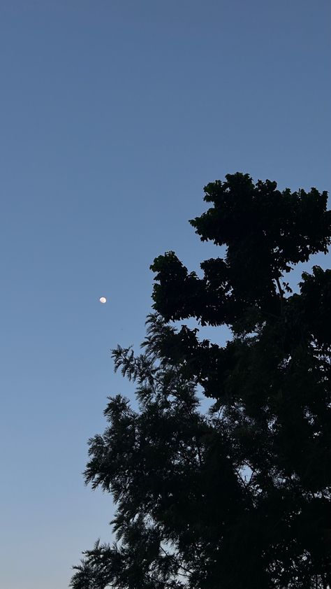 Moon trees evening blue sky vibe Evening Moon Aesthetic, Moon And Trees, Aesthetic Evening, Trees Aesthetic, Moon Aesthetic, Black Tree, Linocut, Aesthetic Pictures, Trees