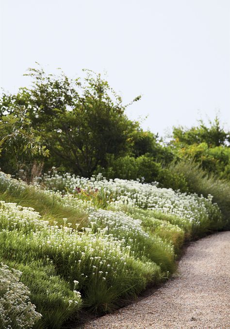 A Wilder Way - Interactive Feature - T Magazine Drift Planting, Shingle Cottage, Piet Oudolf, Magic Garden, Decoration Garden, Grey Gardens, T Magazine, White Gardens, Ideas Garden