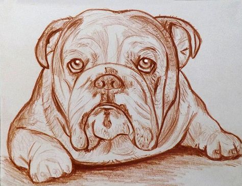 English Bulldog Art, Bulldog Drawing, Dog Sketch, Animal Portraits Art, Bulldog Art, Dog Artwork, Pencil On Paper, Dog Drawing, Love Drawings