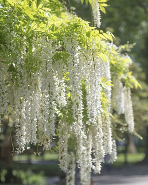 Japanese wisteria (Wisteria floribunda) White Blossom Tree, Japanese Wisteria, White Flowering Trees, Wisteria Pergola, Wisteria Plant, Japanese Cherry Tree, Wisteria Tree, White Wisteria, Lead Generation Marketing