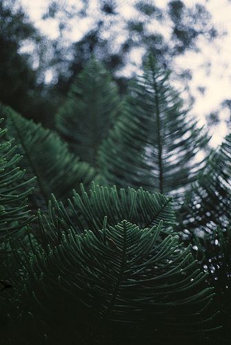 Unisex Cologne, Pine Trees Forest, Bella Swan, Tree Photography, Forest Photography, Evergreen Trees, Tree Forest, Pine Needles, Pine Trees