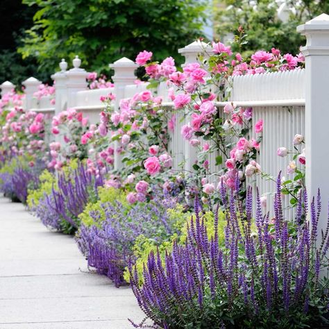 12 Inspiring Flower Bed Designs — The Family Handyman Rosen Beet, Lady's Mantle, Flower Bed Designs, White Fence, Garden Flower Beds, Front Yard Design, White Picket Fence, Have Inspiration, Garden Show