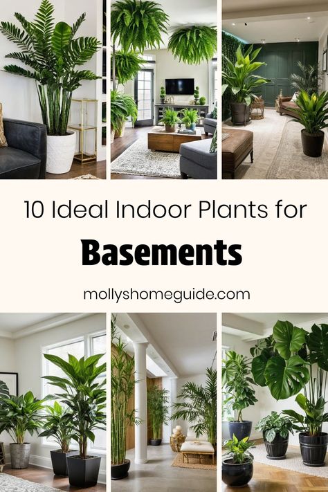 Discover the best indoor plants for basements, low-light areas, or windowless spaces to bring vitality and freshness into your home. Whether you're looking for the best plants for basement locations or houseplants that thrive in dark rooms, there are various options to choose from. Consider low-light houseplants like the parlor palm that can add a touch of greenery to even the darkest corners. Elevate your space with indoor plants perfect for bathrooms with no windows or any subterranean setting Plants In Room With No Windows, Good Low Light Indoor Plants, Plants For Dim Rooms, Plants That Like Dark Rooms, Basement Window Plants, Best Plants For Basement, Places To Put Plants Indoors, Indoor Plants For Dark Rooms, Plants For Rooms With No Windows