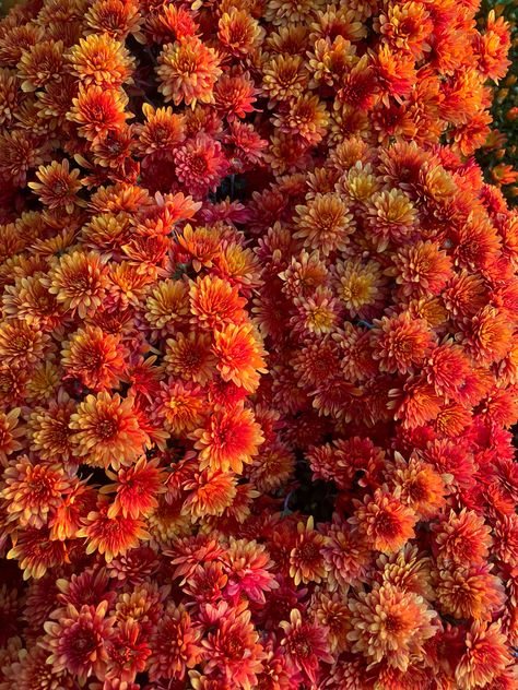 Fall flowers orange mums Fall Mums Wallpaper, Mums Flowers Aesthetic, Orange Mums, Yellow Mums, Terracotta Fall Flower Aestheti, Red Orange Flowers Aesthetic, Fall Mums, Mums Flowers, Fall Outdoor Decor