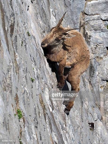 Goats Climbing Mountains, Mountain Goats Climbing, Mountain Goats, Wildlife Pictures, Power Animal, Animal References, Garden Animals, Mountain Goat, Animal Photos