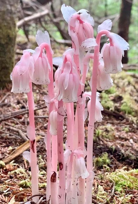 Ghost Pipe, Pretty Flowers Pictures, Snapdragon Flowers, Ghost Plant, Newfoundland Canada, Pink Ghost, Plant Fungus, Nothing But Flowers, Flower Therapy