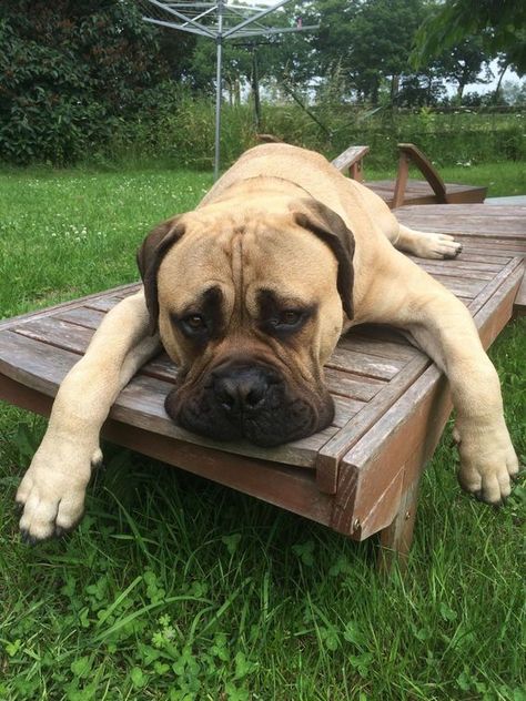 British Mastiff, Bull Mastiff Dogs, English Mastiff Puppies, Mastiff Breeds, Giant Dog Breeds, Mastiff Puppies, Fierce Animals, Tibetan Mastiff, Mastiff Dogs