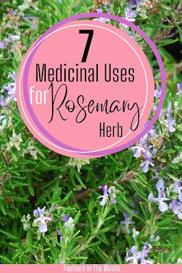 Rosemary Health Benefits, Uses For Rosemary, Rosemary Oil For Hair Growth, Rosemary Herb, Growing Rosemary, Rosemary Tea, Rosemary Oil For Hair, Rosemary Plant, Oil For Hair Growth