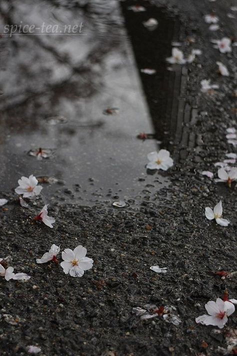 Book Cover Background, Acoustic Guitar Photography, Water Fairy, Rain Wallpapers, Galaxy Wallpaper Iphone, Water Aesthetic, Vintage Flowers Wallpaper, Cherry Flower, Spice Tea