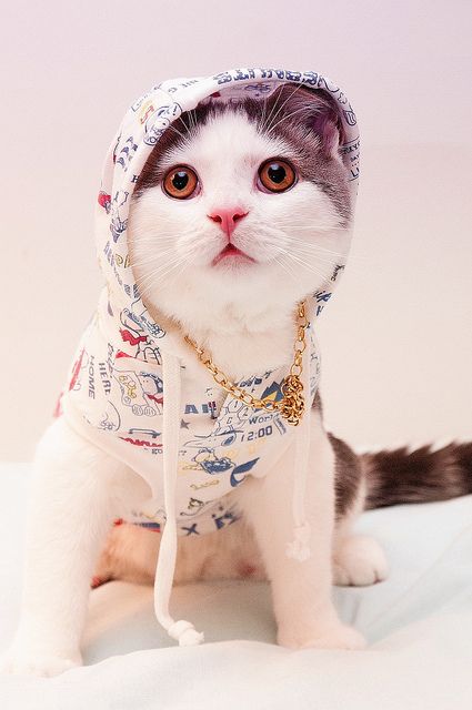 swag cat Cats In Costumes, Cats In Hats, Cute Cat Breeds, Cat Costume, Cat People, Cat Costumes, Cat Clothes, Beautiful Cat